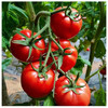 普罗旺斯西红柿4.5斤彩箱装【分仓直发，72小时发货，周末节假日不发货】 商品缩略图3