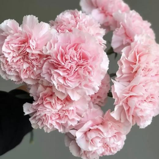 新鲜鲜花 粉色康乃馨鲜切花 20枝（可备注送货时间） 商品图1