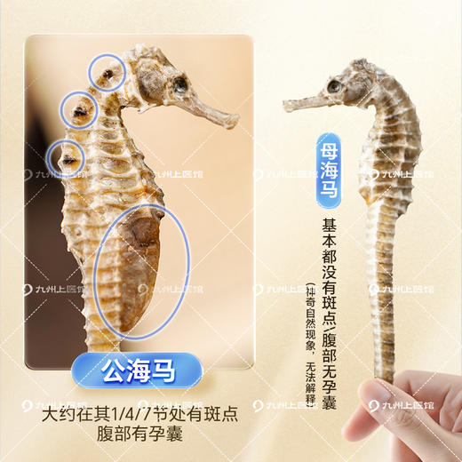 【双12返场月】海马干货中药材补品三斑泡酒公母配对中草药材店铺大全海龙泡酒料 商品图4