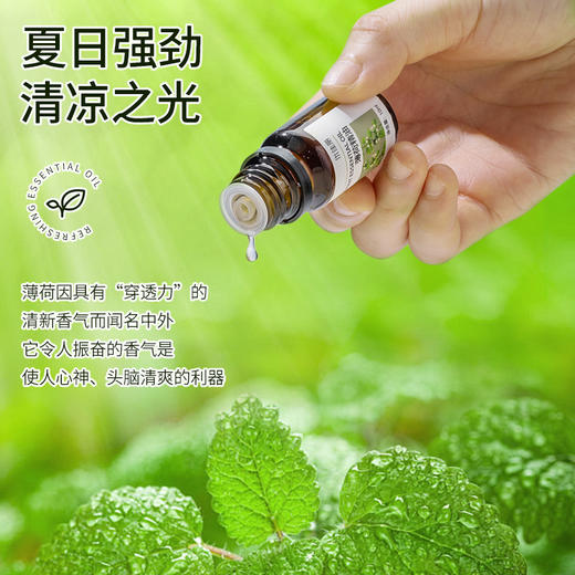 薄荷精油单方精油 10ml 商品图3