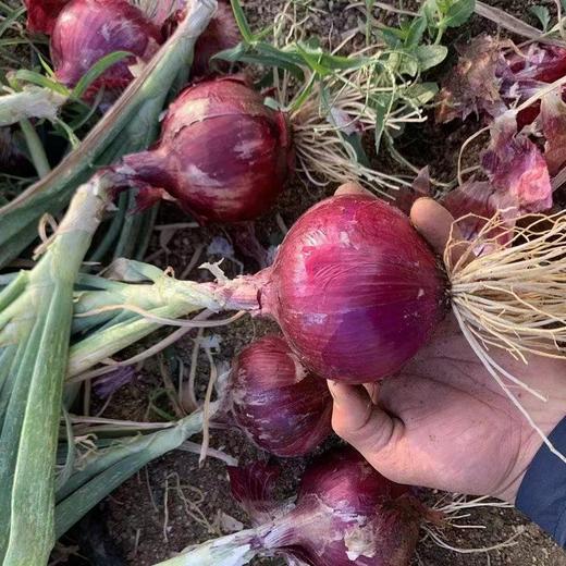 梓盟有机紫洋葱 商品图3