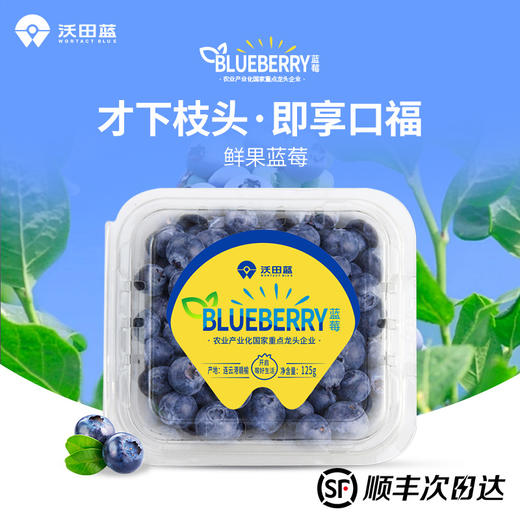 【特惠价】国产沃田蓝蓝莓125g*8盒装（果径18mm）【分仓直发，72小时发货，周末节假日不发货】 商品图0