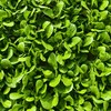 生态小白菜 | 根脆叶韧 |石嫣农场 * Eco-friendly Chinese Cabbage 商品缩略图2