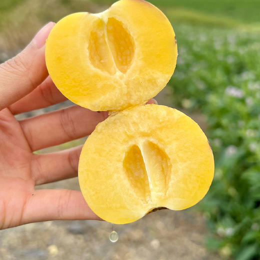 风化石人参果 中果 3斤 商品图2