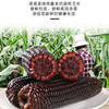 小农仙有机黑糯玉米棒真空包装软糯香甜 富含花青素健康食品160克/根 有机黑玉米160克*10根 商品缩略图2