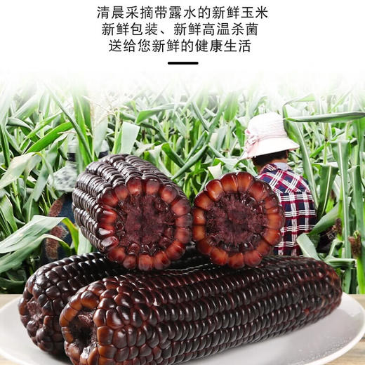 小农仙有机黑糯玉米棒真空包装软糯香甜 富含花青素健康食品160克/根 有机黑玉米160克*10根 商品图2