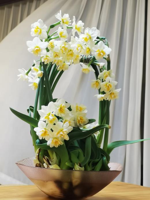 3月8日水仙养殖技巧交流会报名 商品图1