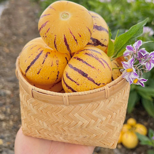 风化石人参果 中果 3斤 商品图3