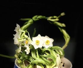 3月8日水仙养殖技巧交流会报名