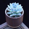 【超可爱❗蓝鸟多肉植物】蓝鸟多肉植物带盆，稀有蓝色肉肉花，室内好养易活多肉小盆栽花卉绿植QQ 商品缩略图1