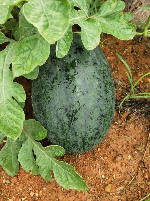 【分仓直发包邮】黑美人西瓜1个装（4-5斤） 商品图3