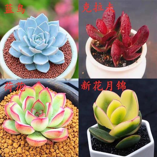 【超可爱❗蓝鸟多肉植物】蓝鸟多肉植物带盆，稀有蓝色肉肉花，室内好养易活多肉小盆栽花卉绿植QQ 商品图5