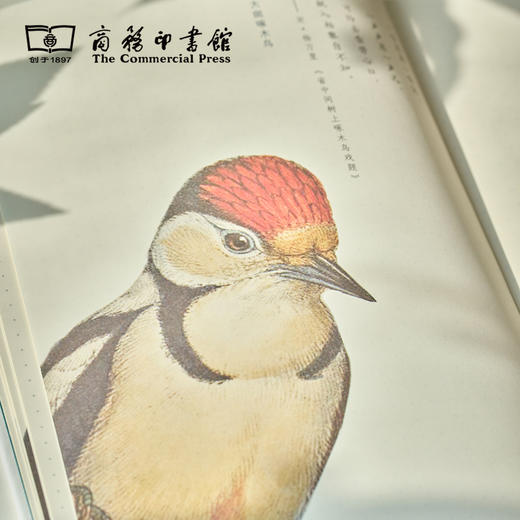 科普手账本  飞羽/识花 【商务印书馆涵芬文创】 商品图6