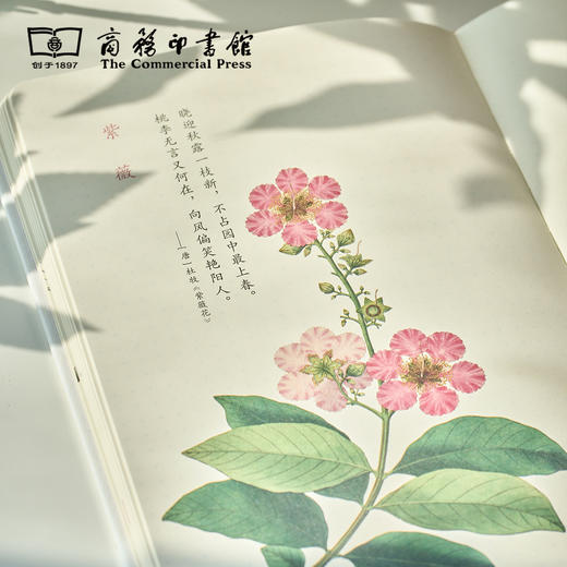 科普手账本  飞羽/识花 【商务印书馆涵芬文创】 商品图2