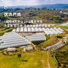  企鹅市集|四川大凉山黑美人 / 隋珠草莓 / 草莓盲盒 香气饱满 甜蜜新鲜 商品缩略图7