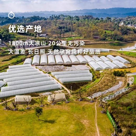  企鹅市集|四川大凉山黑美人 / 隋珠草莓 / 草莓盲盒 香气饱满 甜蜜新鲜 商品图7