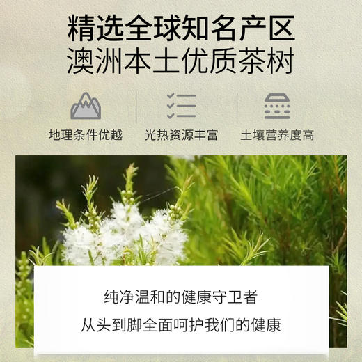 茶树精油单方精油 10ml 商品图2