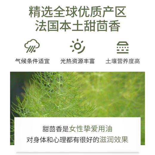 甜茴香精油单方精油 10ml 商品图1