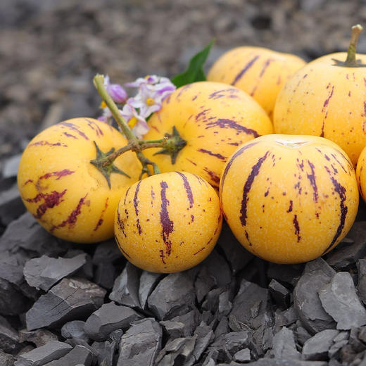 风化石人参果 中果 3斤 商品图1