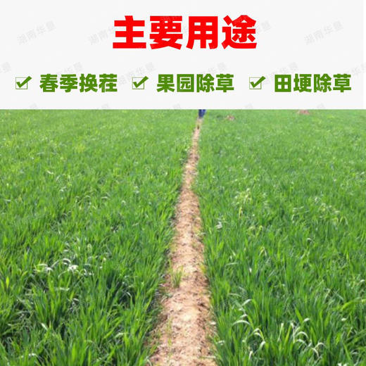 春季除草方案果园精草铵膦铵盐杀水花生牛筋草小飞蓬专用除草剂 商品图4
