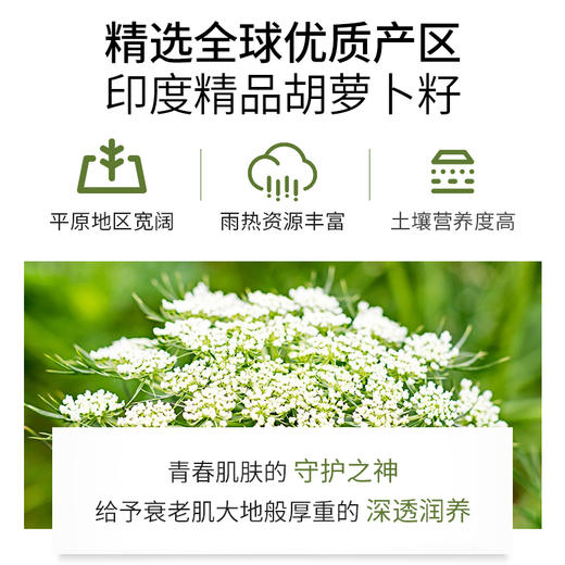 胡萝卜籽精油单方精油 10ml 商品图2