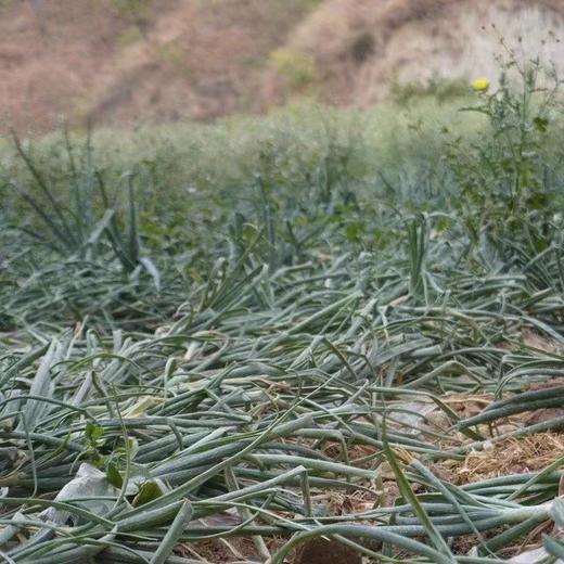 梓盟有机紫洋葱 商品图5