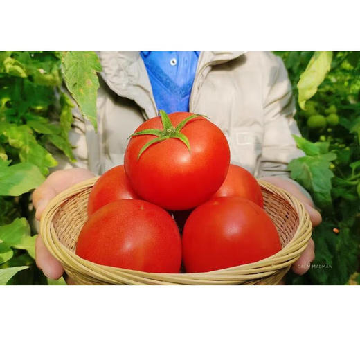 普罗旺斯西红柿4.5斤彩箱装【分仓直发，72小时发货，周末节假日不发货】 商品图1