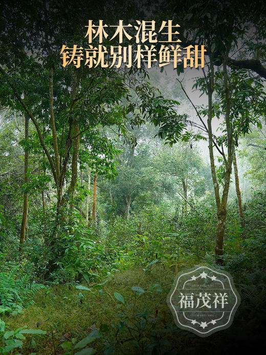 【新品上新】【酸枣树】小微产区 口感超群 甜似佳人 2021年春茶云南普洱茶区景谷普洱茶生茶纯料散茶 罐装50g 商品图1