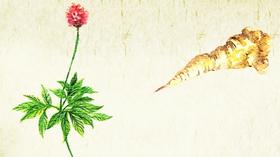 草木有趣 | “南国神草”三七的神奇修复力