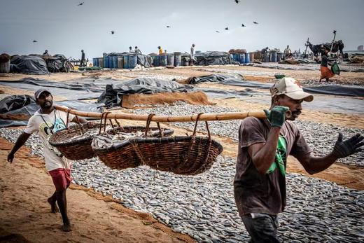 斯里兰卡“鲸出没”丨狮子岩、康提佛牙寺、锡兰茶园、高跷渔夫、加勒古堡、尼甘布鱼市场8天休闲摄影团 商品图5