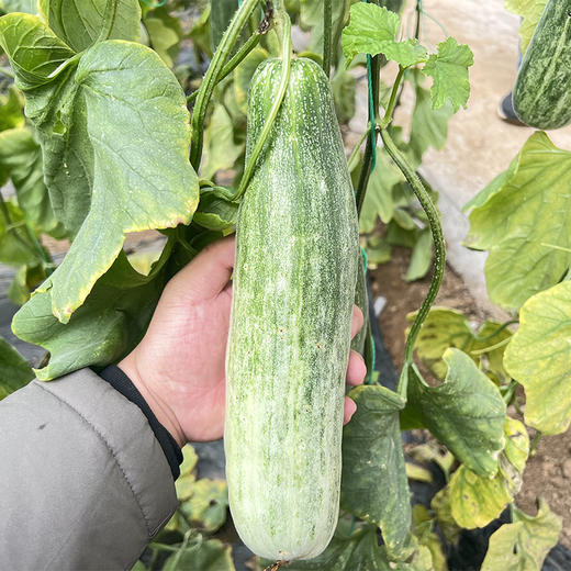 羊角蜜甜瓜”熟啦 脆甜清爽‼️现摘现发  净重4.5斤 商品图0