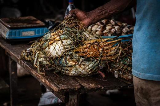 斯里兰卡“鲸出没”丨狮子岩、康提佛牙寺、锡兰茶园、高跷渔夫、加勒古堡、尼甘布鱼市场8天休闲摄影团 商品图6