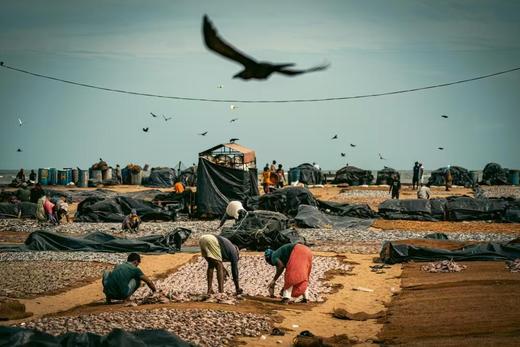 斯里兰卡“鲸出没”丨狮子岩、康提佛牙寺、锡兰茶园、高跷渔夫、加勒古堡、尼甘布鱼市场8天休闲摄影团 商品图4