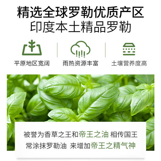 罗勒精油单方精油 10ml 商品图2