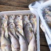 【康在此】黄海野生新鲜梅童鱼 大头宝 肉质细腻鲜嫩 入口即化 零冰衣发货 商品缩略图6