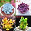 【超可爱❗蓝鸟多肉植物】蓝鸟多肉植物带盆，稀有蓝色肉肉花，室内好养易活多肉小盆栽花卉绿植QQ 商品缩略图7
