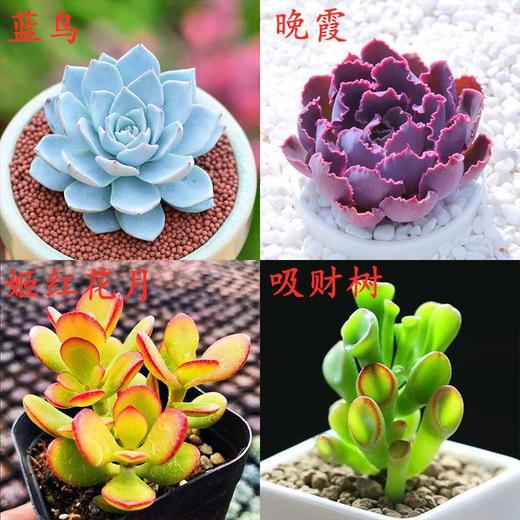【超可爱❗蓝鸟多肉植物】蓝鸟多肉植物带盆，稀有蓝色肉肉花，室内好养易活多肉小盆栽花卉绿植QQ 商品图7