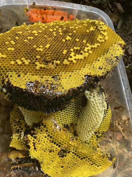 黑金宝藏【云南黑蜂蜜】蜂蜜界的 “大熊猫”黑蜂酿造 坚持传统古法 让蜂蜜自然成熟 花香扑鼻 醇厚丝滑 商品图5