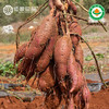 云南有机榴莲蜜薯 香甜糖心红薯  新鲜现挖 商品缩略图4