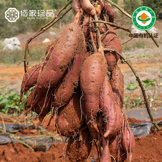 云南有机榴莲蜜薯 香甜糖心红薯  新鲜现挖 商品图4