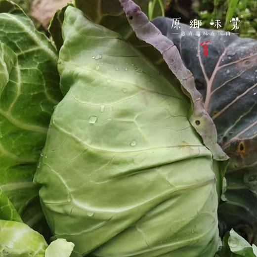 生态牛心甘蓝|卷心菜|包菜|莲花白（农场直发-顺丰包邮） | 3-4斤装，成都郫都区基地，【原乡农场，自产自销】 商品图3