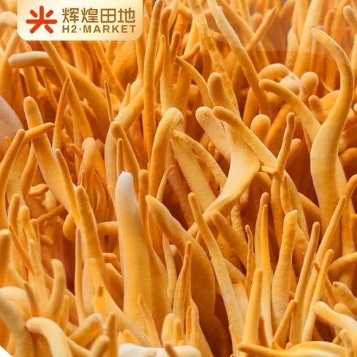雪博士有机虫草花250g/袋 商品图3