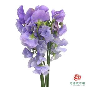 豌豆花 紫色