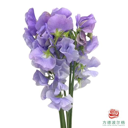 豌豆花 紫色 商品图0