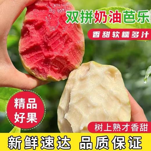 福建漳州双拼奶油芭乐4.5-5斤（红+白） 商品图1