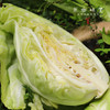 生态牛心甘蓝|卷心菜|包菜|莲花白（农场直发-顺丰包邮） | 3-4斤装，成都郫都区基地，【原乡农场，自产自销】 商品缩略图2