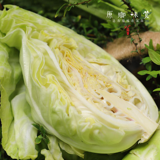 生态牛心甘蓝|卷心菜|包菜|莲花白（农场直发-顺丰包邮） | 3-4斤装，成都郫都区基地，【原乡农场，自产自销】 商品图2