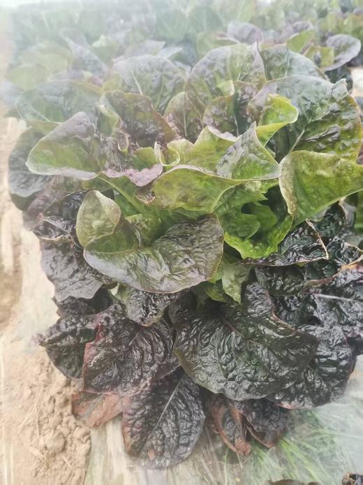 莴苣 商品图2