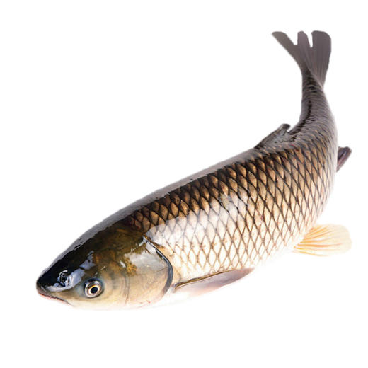 东升农场自养鲩鱼 蔬菜喂养 肉质瘦身紧致清甜  鲜活发货 商品图1