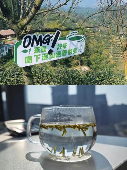 2026春茶采摘【都江堰·茶溪谷】踏春采茶39.8元/人~采茶制茶套票超值享，体验茶文化，学习制茶的过程和工序，劳动成果可带回家哦！ 商品图5